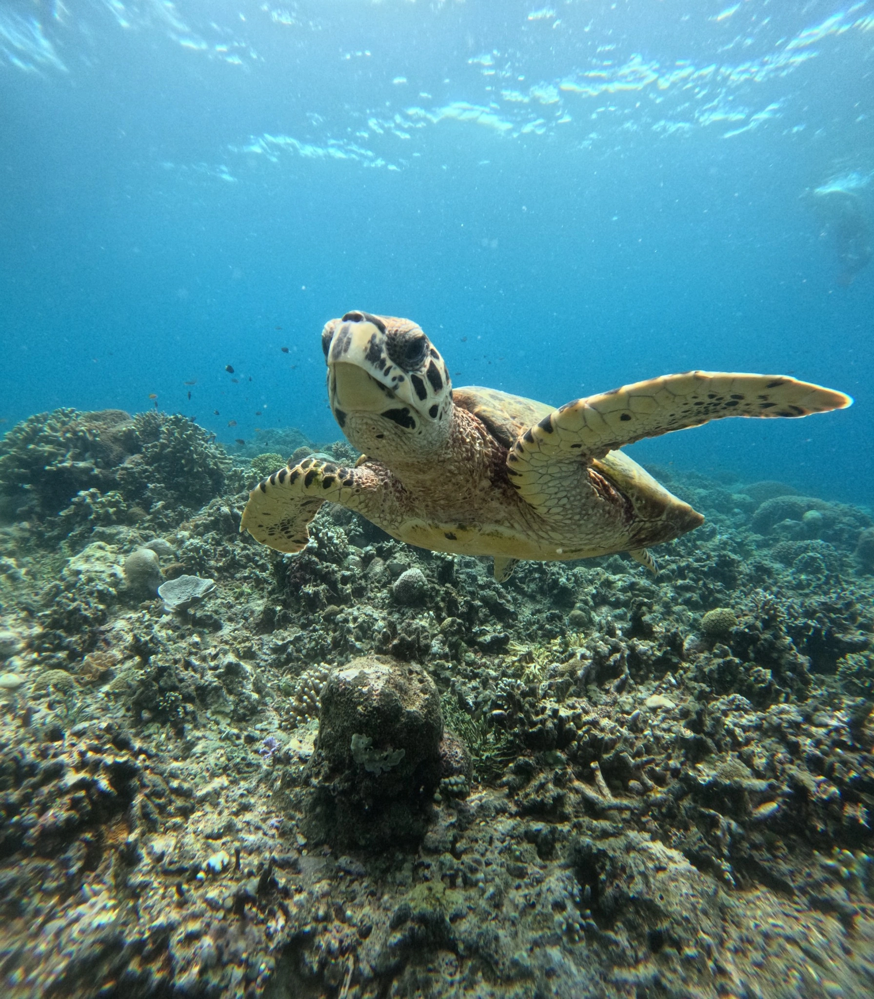 sea turtle portfolio maxpacking